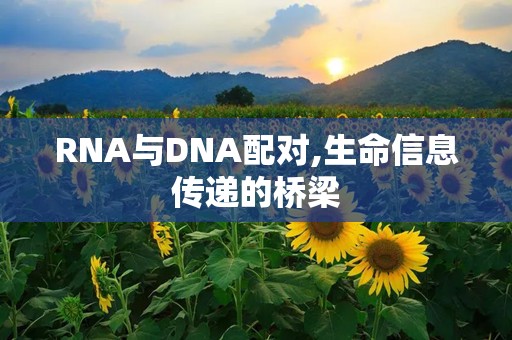 RNA与DNA配对,生命信息传递的桥梁