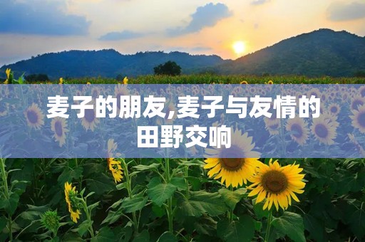 麦子的朋友,麦子与友情的田野交响