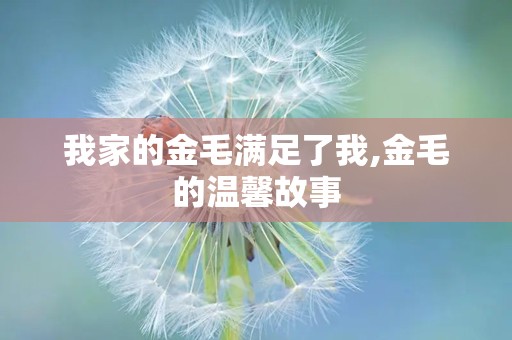 我家的金毛满足了我,金毛的温馨故事
