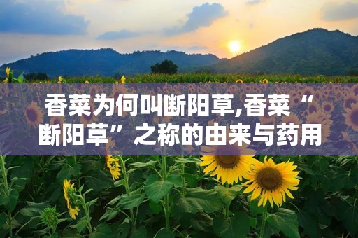 香菜为何叫断阳草,香菜“断阳草”之称的由来与药用价值解析