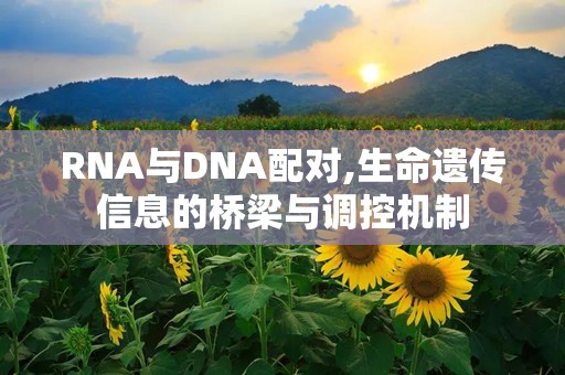 RNA与DNA配对,生命遗传信息的桥梁与调控机制