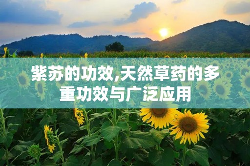紫苏的功效,天然草药的多重功效与广泛应用