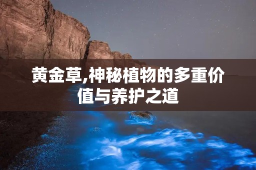 黄金草,神秘植物的多重价值与养护之道
