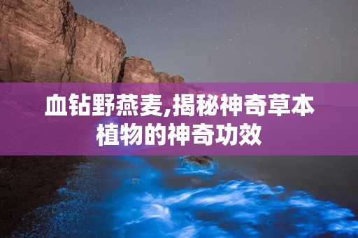 血钻野燕麦,揭秘神奇草本植物的神奇功效