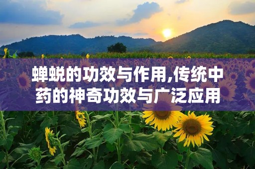 蝉蜕的功效与作用,传统中药的神奇功效与广泛应用
