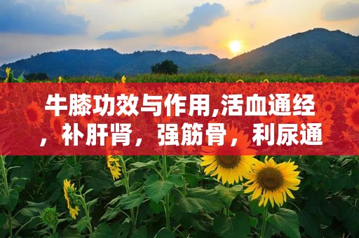 牛膝功效与作用,活血通经，补肝肾，强筋骨，利尿通淋的神奇功效