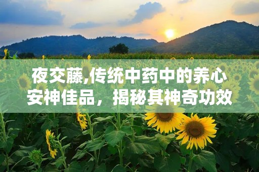 夜交藤,传统中药中的养心安神佳品，揭秘其神奇功效与使用方法”