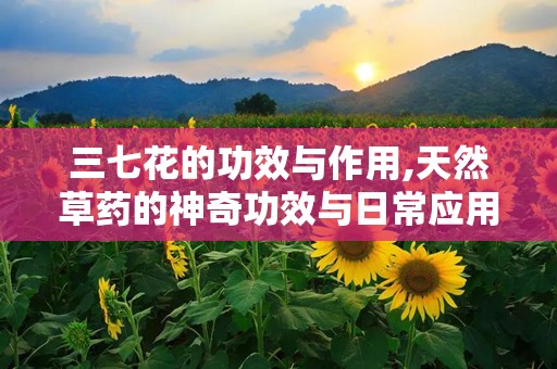 三七花的功效与作用,天然草药的神奇功效与日常应用指南”