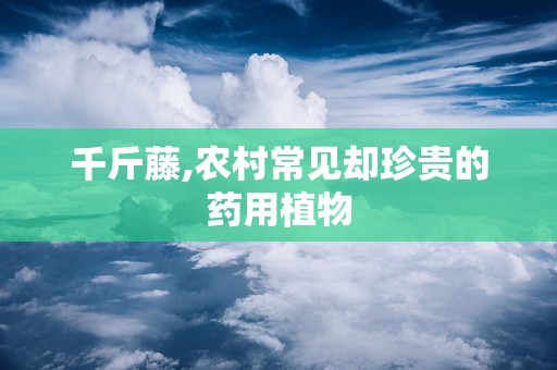 千斤藤,农村常见却珍贵的药用植物