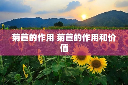 菊苣的作用 菊苣的作用和价值