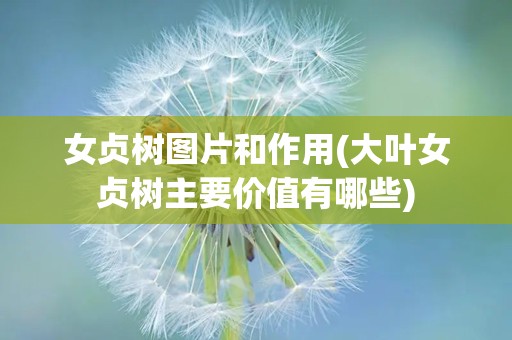 女贞树图片和作用(大叶女贞树主要价值有哪些)