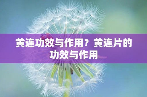 黄连功效与作用？黄连片的功效与作用