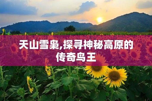 天山雪枭,探寻神秘高原的传奇鸟王