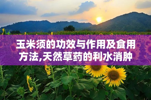 玉米须的功效与作用及食用方法,天然草药的利水消肿、清肝利胆与降糖降压秘籍