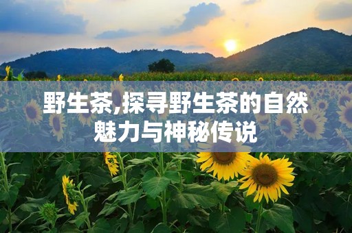 野生茶,探寻野生茶的自然魅力与神秘传说