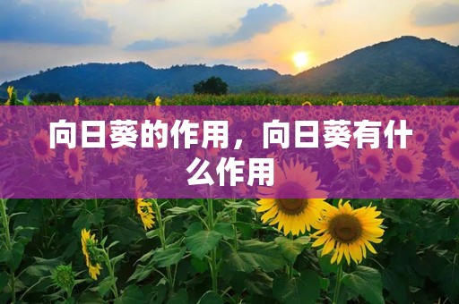 向日葵的作用，向日葵有什么作用