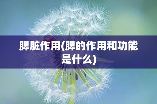 脾脏作用(脾的作用和功能是什么)