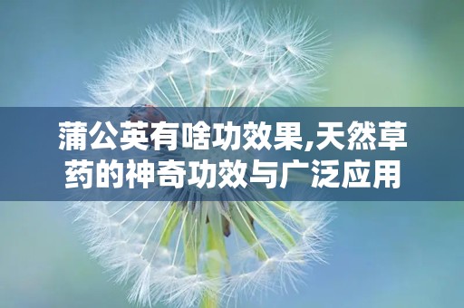 蒲公英有啥功效果,天然草药的神奇功效与广泛应用