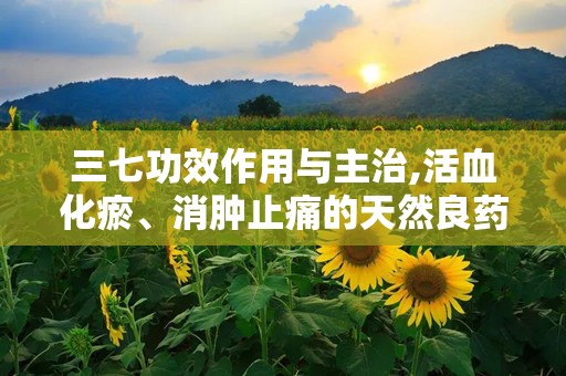 三七功效作用与主治,活血化瘀、消肿止痛的天然良药