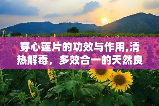 穿心莲片的功效与作用,清热解毒，多效合一的天然良药