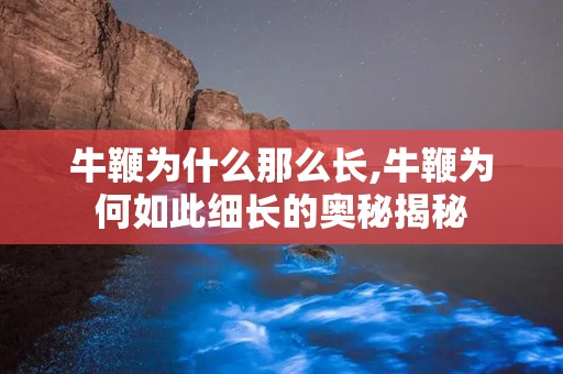 牛鞭为什么那么长,牛鞭为何如此细长的奥秘揭秘