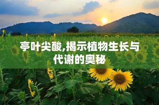 亭叶尖酸,揭示植物生长与代谢的奥秘