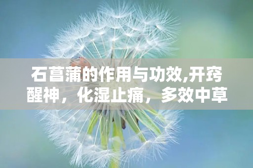 石菖蒲的作用与功效,开窍醒神，化湿止痛，多效中草药的神奇功效