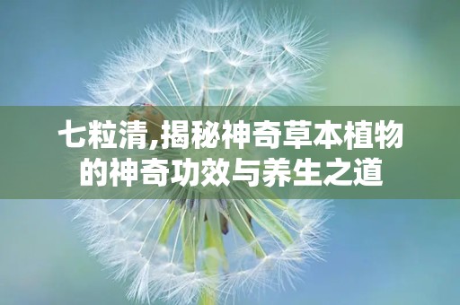 七粒清,揭秘神奇草本植物的神奇功效与养生之道