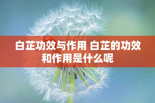 白芷功效与作用 白芷的功效和作用是什么呢