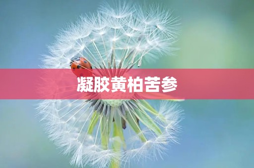 凝胶黄柏苦参