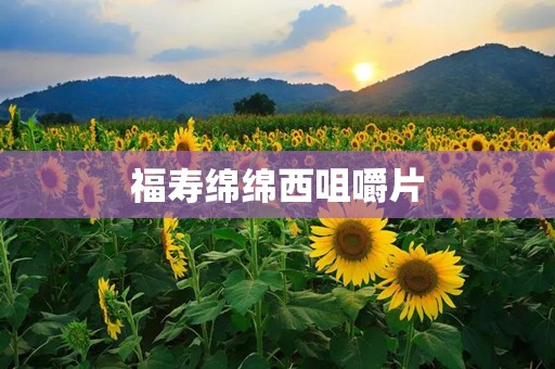 福寿绵绵西咀嚼片