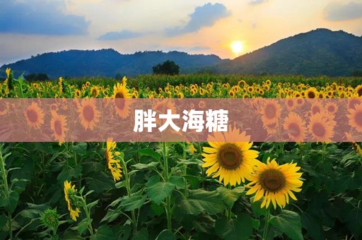 胖大海糖