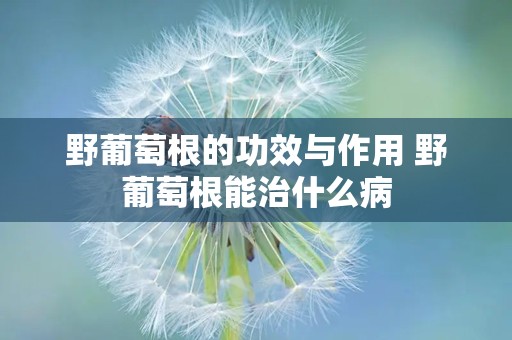 野葡萄根的功效与作用 野葡萄根能治什么病