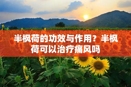半枫荷的功效与作用？半枫荷可以治疗痛风吗