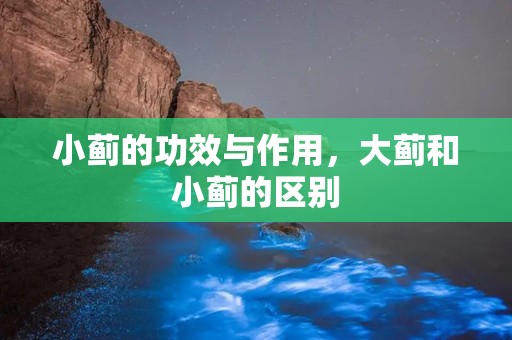 小蓟的功效与作用，大蓟和小蓟的区别