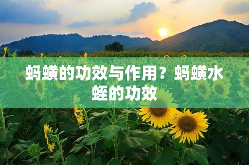 蚂蟥的功效与作用？蚂蟥水蛭的功效