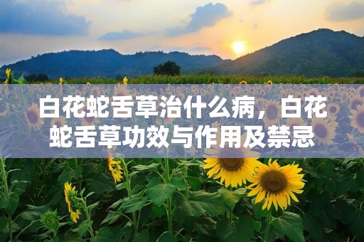 白花蛇舌草治什么病，白花蛇舌草功效与作用及禁忌