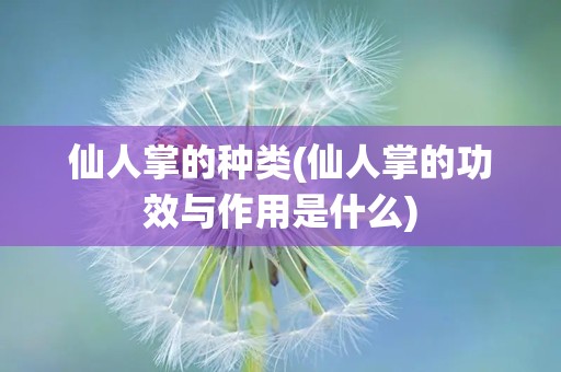 仙人掌的种类(仙人掌的功效与作用是什么)