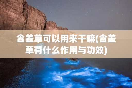 含羞草可以用来干嘛(含羞草有什么作用与功效)
