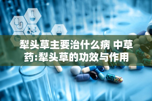 犁头草主要治什么病 中草药:犁头草的功效与作用