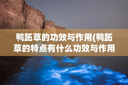 鸭跖草的功效与作用(鸭跖草的特点有什么功效与作用)