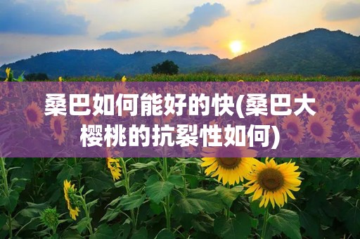 桑巴如何能好的快(桑巴大樱桃的抗裂性如何)