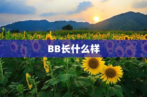 BB长什么样