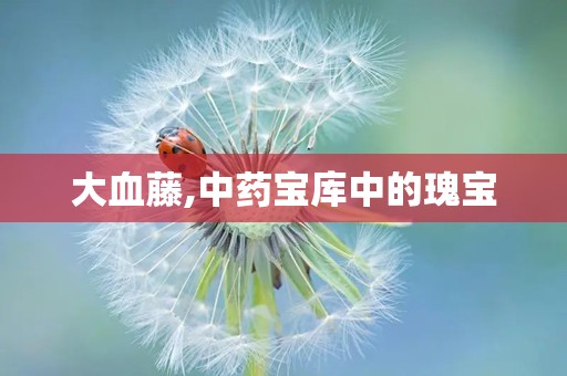 大血藤,中药宝库中的瑰宝