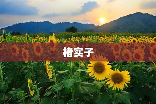 楮实子