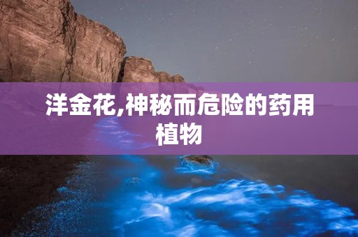 洋金花,神秘而危险的药用植物