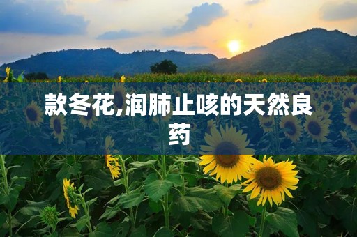 款冬花,润肺止咳的天然良药
