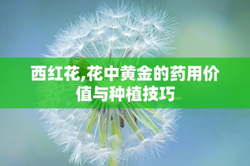 西红花,花中黄金的药用价值与种植技巧