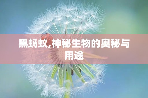 黑蚂蚁,神秘生物的奥秘与用途