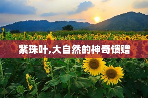 紫珠叶,大自然的神奇馈赠